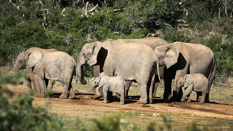 Für wild lebende Elefanten ist die Unterscheidung zwischen Mann und Frau und Krieger und Bauer lebenswichtig.