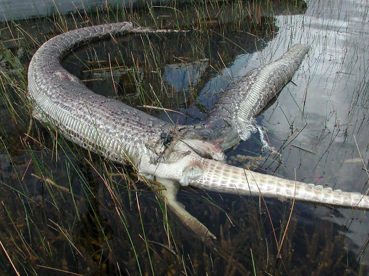 Geplatzt. Mit diesem Alligator hatte sich der Python zu viel vorgenommen.