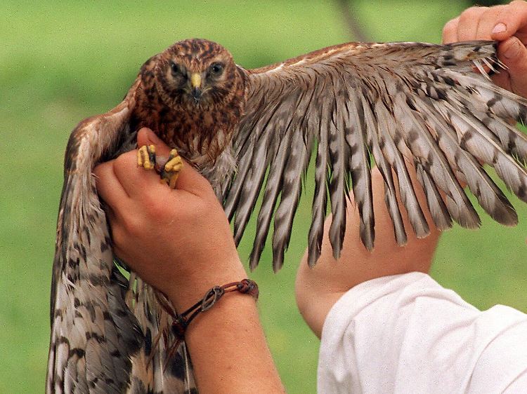 Gefährdeter Zugvogel: Ein Falkner mit einer Kornweihe in der Vogelpflegestation des Wildparks Eekholt.