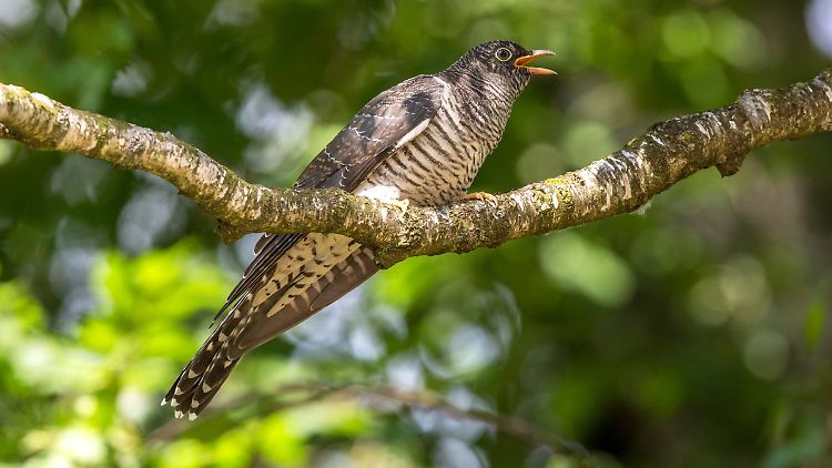 Ein Kuckuck: Für eine halbe Milliarde Zugvögel ist Deutschland eine wichtige Überflug- und Rastregion. Viele Arten wie der Kuckuck sind gefährdet, geht aus der ersten Roten Liste über wandernde Vogelarten in Deutschland hervor.