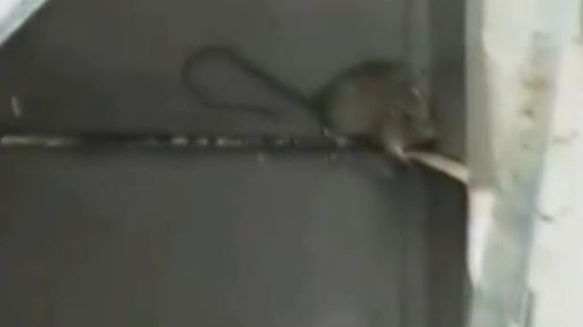 ratten.JPG