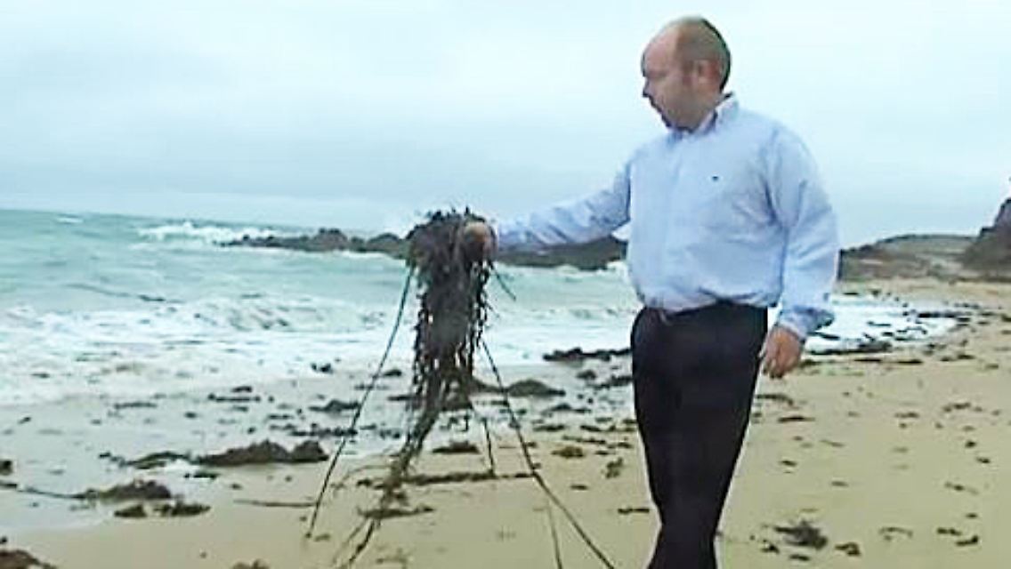 Algen-Plastik.JPG
