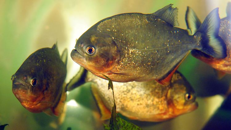 Bellen, trommeln, quaken: Piranhas habe ihr ganz eigenes Vokabular.