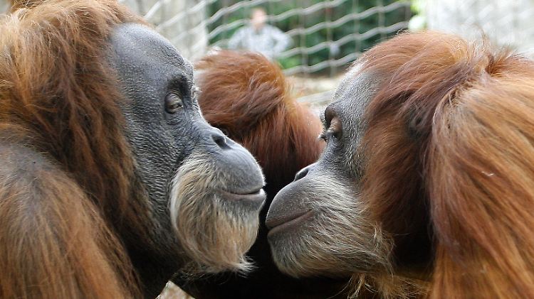 Auch Orang-Utans verzweifeln gelegentlich am begriffsstutzigen Gegenüber. Dann kommt die Pantomime zum Einsatz.