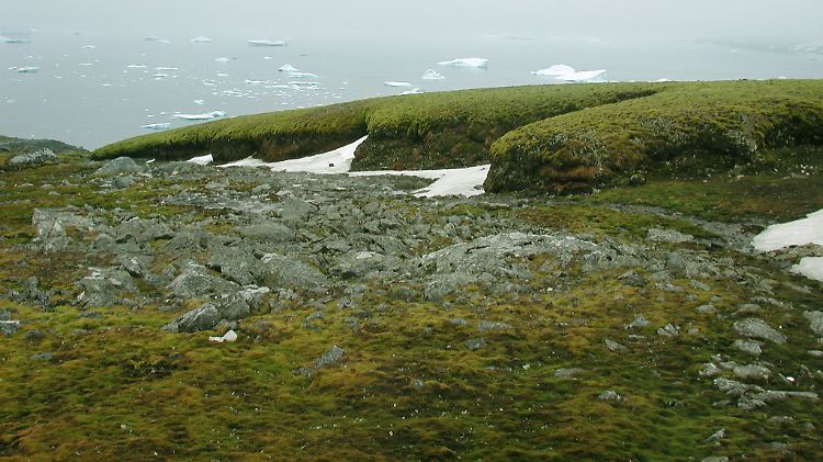Moosbänke auf den Signy-Inseln in der Antarktis: Eine Moospflanze, die Forscher hier dem Boden entnahmen, erwachte im Labor wieder zum Leben.