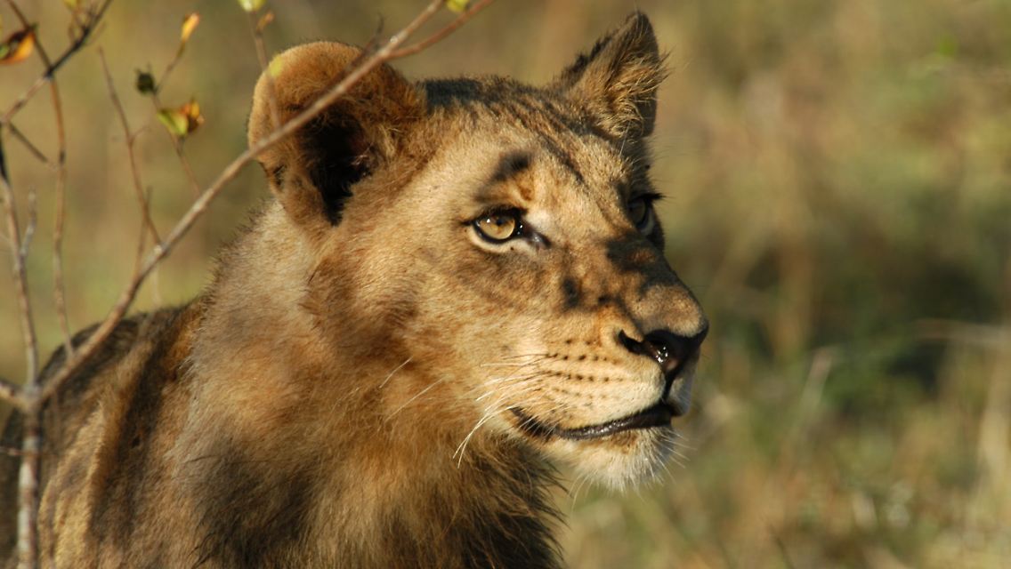 ... um die "Big Five" geht, also um Löwen, ...