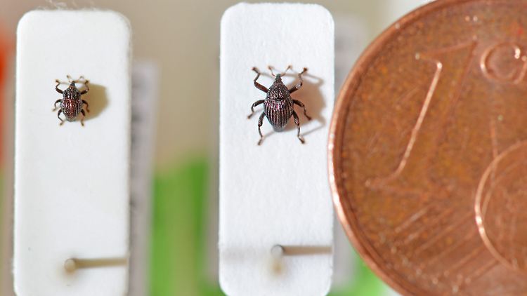 Präparierte Rüsselkäfer (Curculionidae) der Gattung Trigonopterus im Museum für Naturkunde Karlsruhe (zum Vergleich neben einer Cent-Münze).