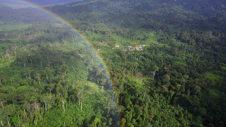 Die Regenwälder Indonesiens bergen noch viele unbekannte Arten.