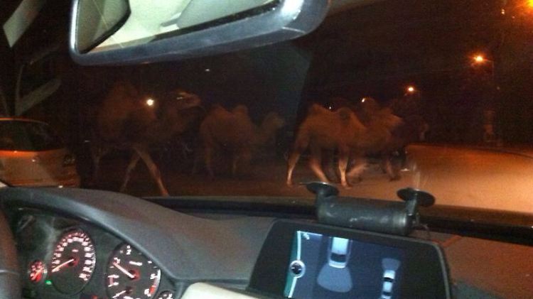 Wüstenschiffe in der Stadt: Die sieben Kamele fingen von der Polizei ungerührt damit an, eine Wiese abzugrasen. Ein Polizist fotografierte die Tiere aus dem Auto heraus.