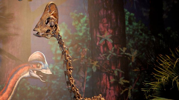 Der neuentdeckte Dino ist der größte Oviraptor-Saurier, der jemals in Nordamerika gefunden wurde. 