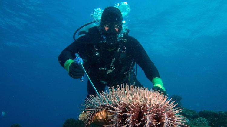 Ein Taucher am Great Barrier Reef auf der Suche nach Dornenkronen, den sogenannten Killer-Seesternen.