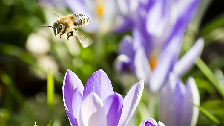 Und jetzt zurück zum Stock. Bienen orientieren sich am Sonnenkompass und entwickeln eine innere Landkarte. Mit Pestiziden funktioniert das nicht.