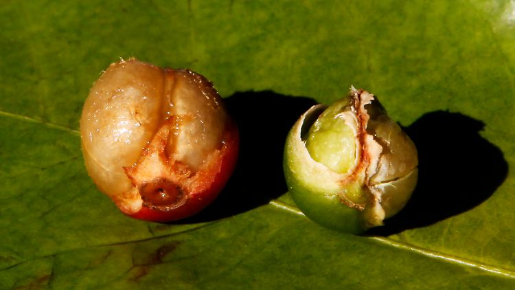 Eine normale (l) und eine nicht voll ausgebildete Kaffeebohne. Brasiliens Anbaugebiete stöhnen unter der ungewöhnlichen Hitze und Trockenheit.