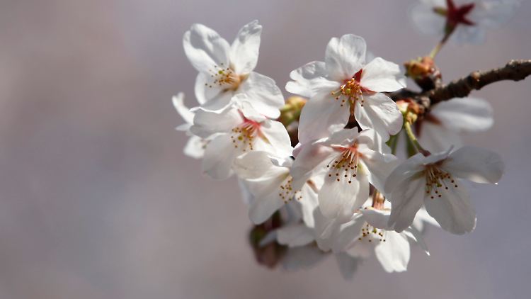Ein kleiner Vorgeschmack auf den Frühling.