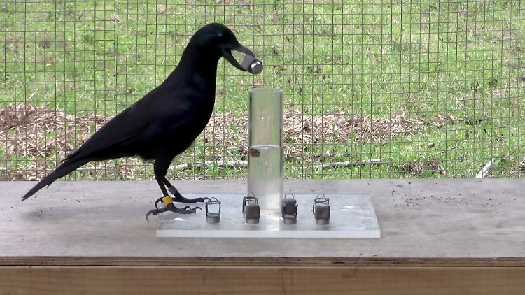 Eine Neukaledonische Krähe (Corvus moneduloides) während des sogenannten Wasserkrug-Tests.