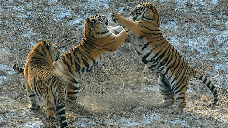 Den Mächtigen Chinas genügt es wohl nicht, den Tigern beim natürlichen Kampf zuzusehen. Sie quälen die Tiere.