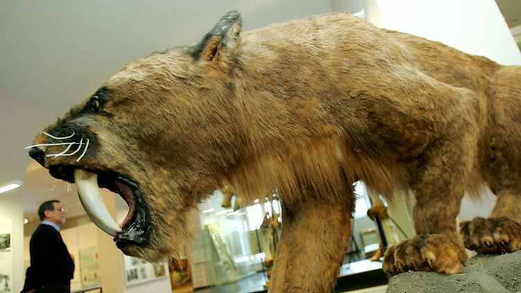 Die Nachbildung eines Säbelzahntigers ist im Kasseler Naturkundemuseum Ottoneum zu sehen.