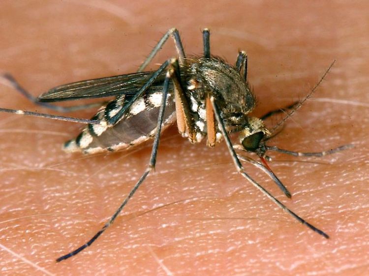 Nur durch strikten Mückenschutz können Griechenland-Urlauber der Infektion vorbeugen - eine Impfung gegen das Virus gibt es nicht.