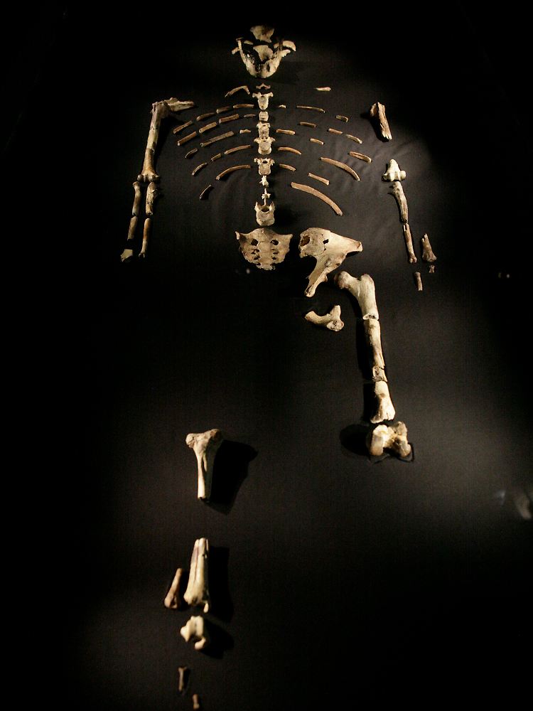 Die Reste des Skeletts von "Lucy". Es wurde im Ende November 1974 in Hadar (Äthiopien) entdeckt.