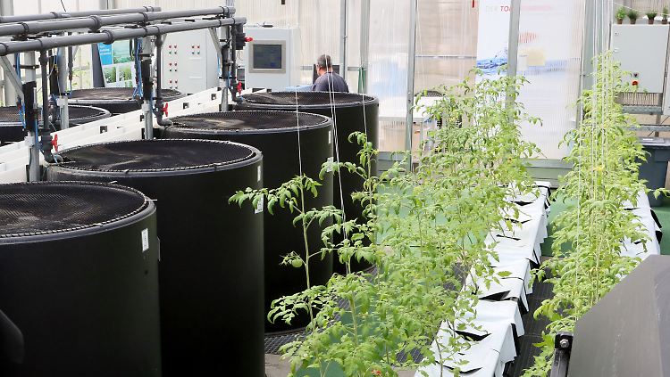 Fischbassins und Tomatenpflanzen in einem Forschungsgewächshaus im Leibnitz-Institut für Gewässerökologie in Berlin: Sie werden in dem Projekt "Tomatenfisch", bei dem durch ein Aquaponik-System Fischzucht und erdfreie Pflanzenzucht kombiniert wird, eingesetzt.