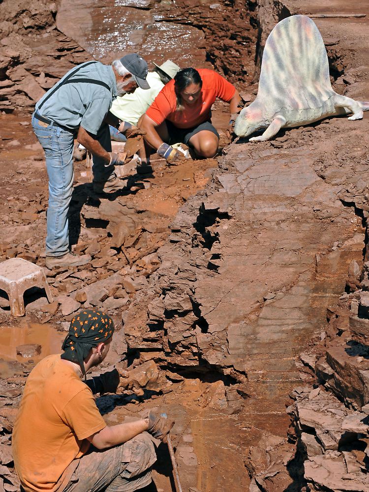 Schon im Juli 2009 konnte am Bromacker ein Schädel eines unbekannten Ur-Sauriers ausgegraben werden.