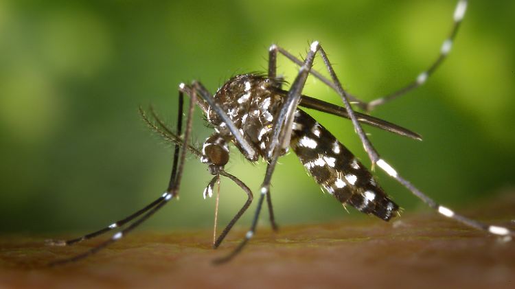 Der Asiatischen Tigermücke ist es inzwischen auch in Süddeutschland warm genug. Oft wird sie mit der in Europa weit verbreiteten Ringelmücke verwechselt.