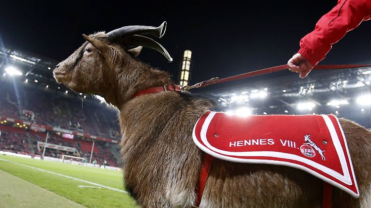 Maskottchen Hennes, benannt nach dem legendären Meistertrainer Hennes Weisweiler.