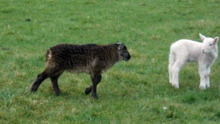 Eine "Schiege" (l) - eine seltene Kreuzung aus Schaf und Ziege - neben eine Lämmchen auf einer Wiese in Ballymore.
