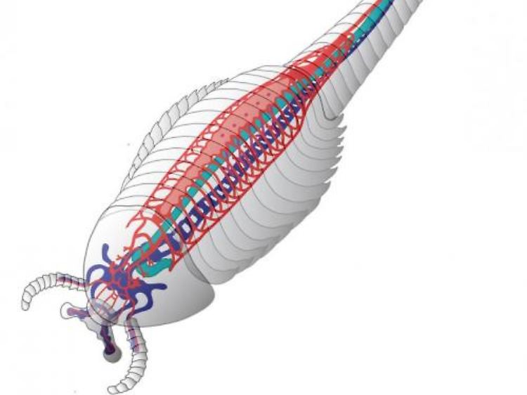 Das ausgefeilte Herz-Kreislauf-System des Gliederfüßers reicht von der Schwanzspitze bis in die Fühler.