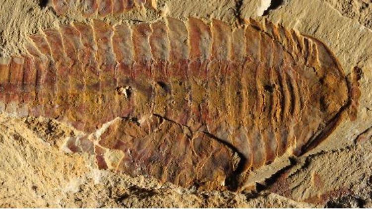 Der Fund sei wie "eine Version von Pompeji bei wirbellosen Tieren", sagt Nicolas Strausfeld von der University of Arizona.