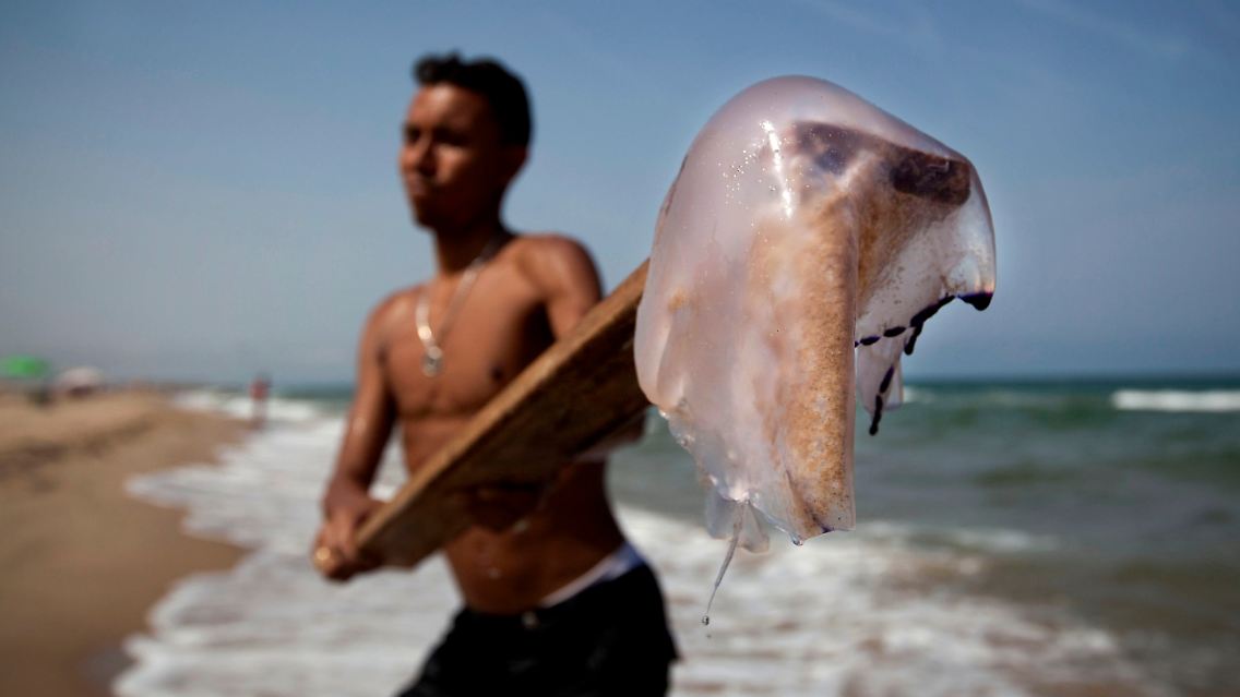 Spain_Jellyfish_Invasion_VC101.jpg4606710201702279094.jpg