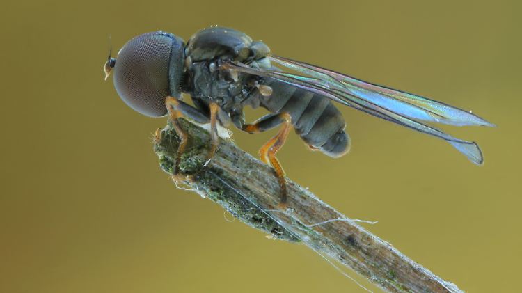 So sehen lebende Augenfliegen aus. Fossile Formen werden nur selten gefunden.