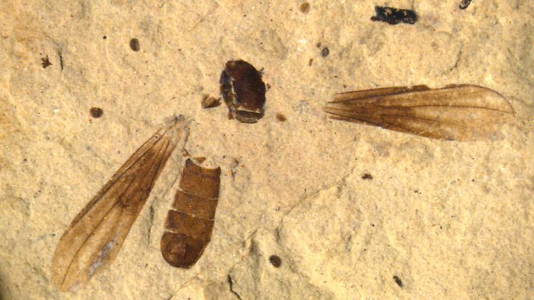 Die fossilen Reste der größten bisher entdeckten Augenfliege Metanephrocerus belgardeae.