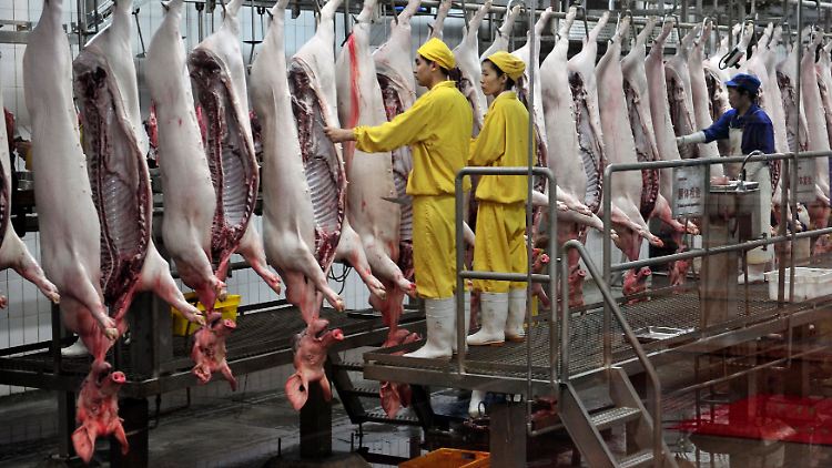 Riesige Stückzahlen: Allein in Deutschland werden pro Quartal rund 15 Millionen Schweine geschlachtet - in China sind es wohl entsprechend mehr.