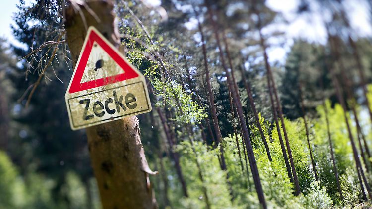 In einigen Regionen Deutschlands häufen sich die FSME-Infektionen. Warum, ist weitgehend unklar.