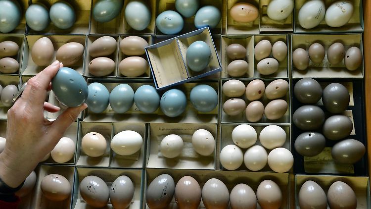 Die in Deutschland seltene Eiersammlung von südamerikanischen Steißhühnern am Institut für Zoologie der Martin-Luther-Universität in Halle/Saale: Sie gehören zu der mit rund 20.000 Vogeleiern von 3839 Vogelarten weltweit drittgrößten Eiersammlung in Bezug auf Artabdeckung.