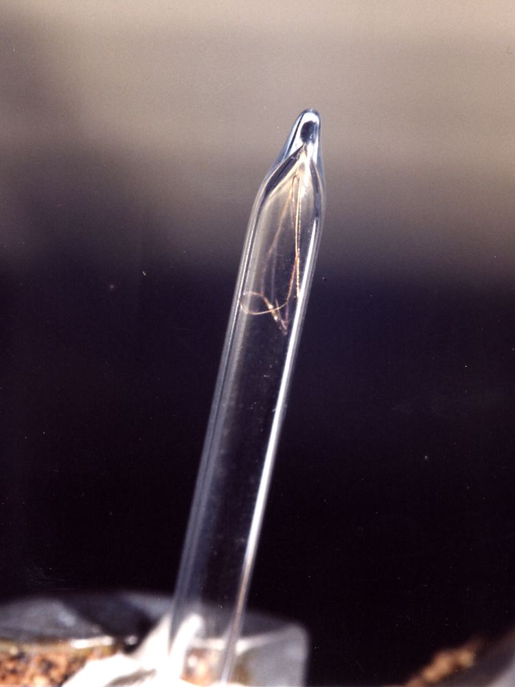 Ein in einem Glasröhrchen aufbewahrtes Haar des berühmten Kaisers der Franzosen, Napoleon, der zwischen 1769 und 1821 lebte