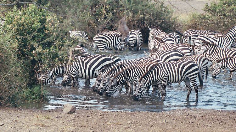 Streifen über Streifen: Wo hört das eine Zebra auf, wo fängt das nächste Zebra an? Nicht nur dem Menschen fällt es schwer, die Umrisse eines einzelnen Tieres zu erkennen.