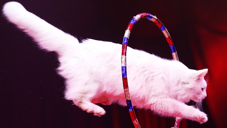 Springt die Katze aus freien Stücken - oder wird nachgeholfen?
