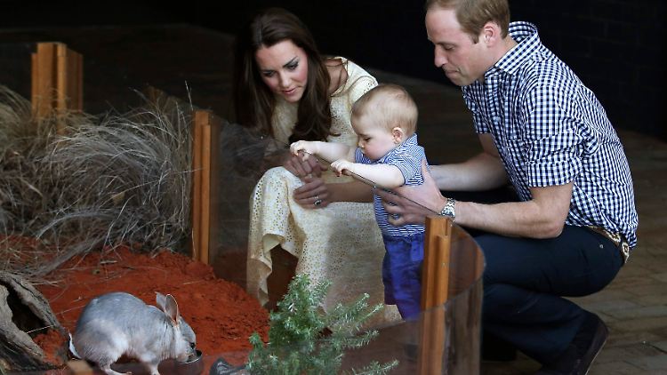 Neugierig wagt sich Baby George an Bilby George heran.