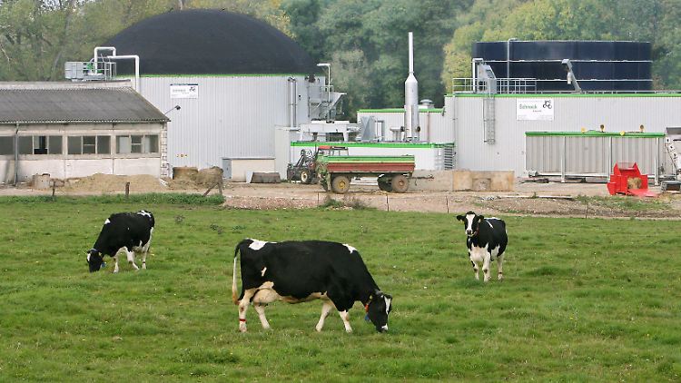 Kuhgülle kann erheblich zum Klimaschutz beitragen.