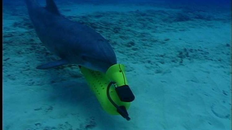 Er gehört zur Gruppe MK7: Ein Delfin der US-Marine sucht den Meeresgrund nach Minen ab. Tierschützer verurteilen solche Einsätze.