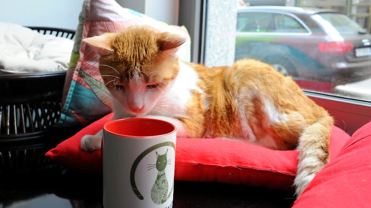 In mehreren europäischen Metropolen gibt es schon Katzen-Cafés, auch in Berlin.