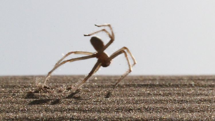 Die Flick-Flack-Spinne Cebrennus rechenbergi in Aktion.