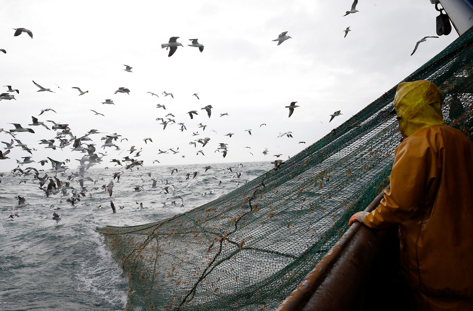 Die Meere geben nicht mehr viel her. Fast 90 Prozent der wirtschaftlich wichtigen Fischbestände sind bis an die Grenzen genutzt, überfischt oder erschöpft - so die Angaben der Welternährungsorganisation FAO. Doch der Bedarf ...