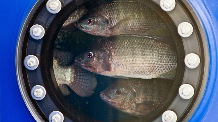 Für die Fische ist Aquakultur kein Vergnügen, doch für die Welternährung wird sie immer wichtiger. 