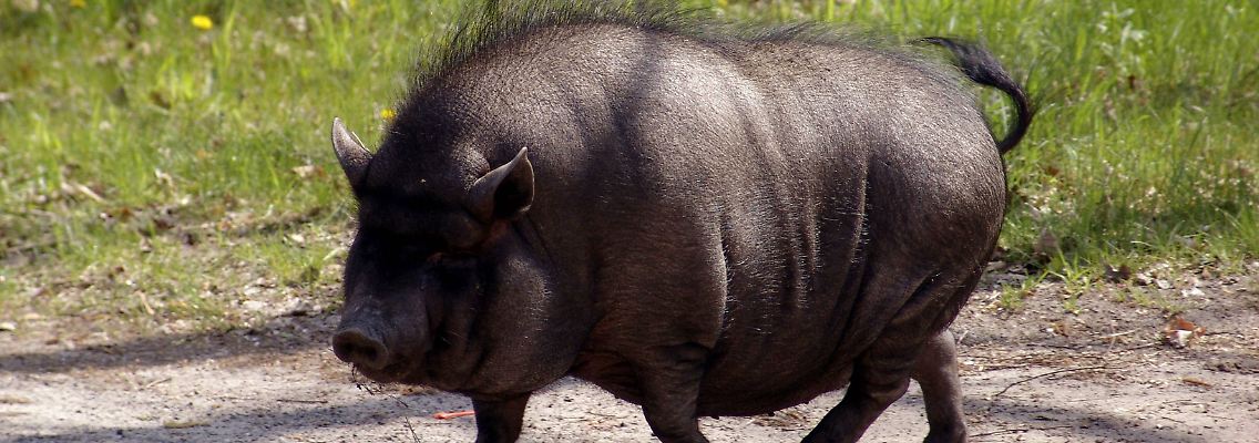 Spazieren gehen ist gesund - also warum nicht auch für Schweine? (Themenbild)