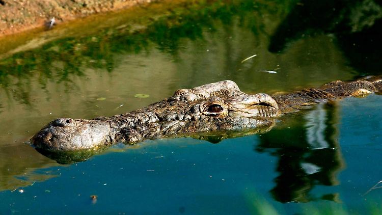 Große Gefahr für Fischer: Krokodil im Lake Victoria.