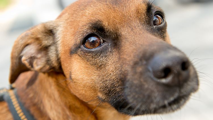 Pico soll von seinem Herrchen zu der Ruhestörung angestiftet worden sein.