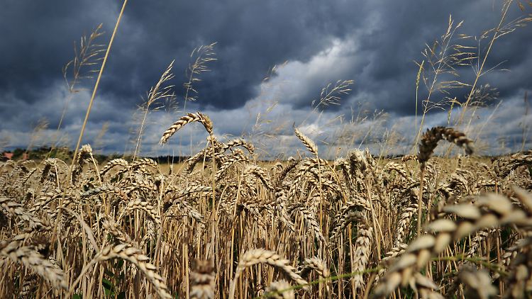 Dunkle Wolken über einem Weizenfeld: C3-Pflanzen, wie Weizen, Reis oder Kartoffeln reagieren auf eine Zunahme der C02-Konzentration der Atmosphäre mit sinkenden Nährstoffwerten.